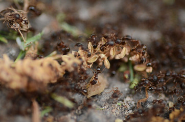 ANT WAR