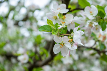 Beautiful Apple flower blossom blooms in garden plantation