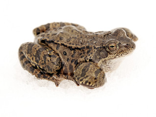A close up image of a frog on the ice in early spring