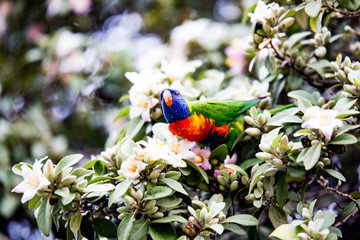 Pájaro en Australia
