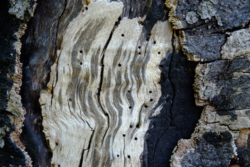 Morscher Baum gibt den Insekten einen Lebensraum