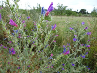 Spanish Purple Wildflower, Floral Portrait