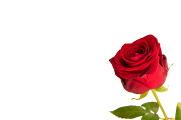 Fototapeta premium Rote Rose