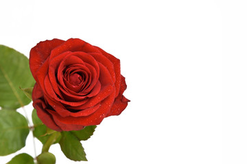 Rote Rose mit Wassertropfen