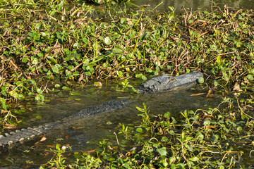 Large alligator swimming through lily pad covered river towards shore