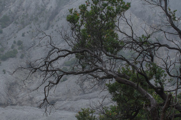Obraz na płótnie Canvas A natural unique tree branches 