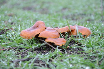 mushrooms in green grass in the rain