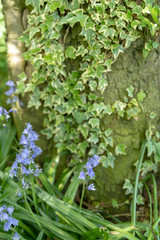 Brightly colored sunlit purple bluebell flowers against a natural green background, using a shallow depth of field..