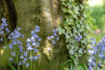 Brightly colored sunlit purple bluebell flowers against a natural green background, using a shallow depth of field..
