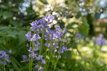 Brightly colored sunlit purple bluebell flowers against a natural green background, using a shallow depth of field..