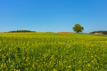 Fototapeta premium Countryside view in Switzerland. The picture was taken near the village of Marthalen in the Swiss canton of Zurich at the end of September.