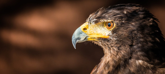 Portrait d'un faucon