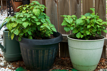 Two big healthy Pogostemon cablin patchouli plants growing in large plastic flower pots in backyard garden near fence and watering can. Used for aromatherapy and incense.