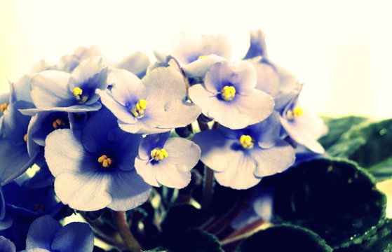  Little Blue Violet Flowers. Potted Flowers In The Pot.