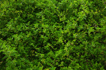 Fototapeta premium Green bush wall background