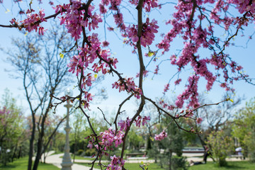 Sakura flower in blue sky