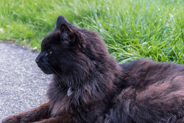 fluffy black cat lying in the driveway