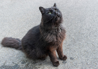 black fluffy cat ion pavement