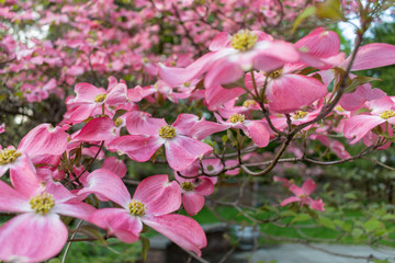pink dogwood flowers in bloom