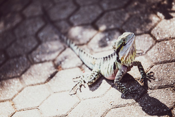 Animales Australia