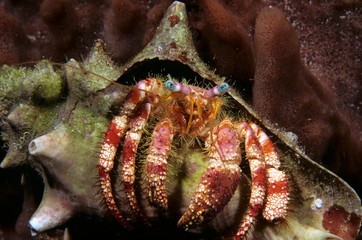 Stareye hermit crab