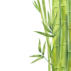 Fototapeta na wymiar watercolor bamboo stalks