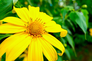 Obraz premium Mexican sunflower weed