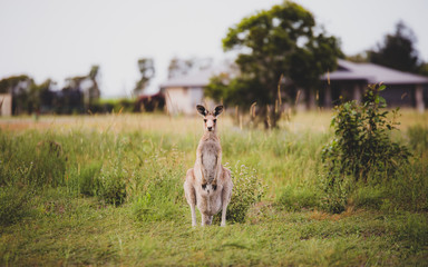 Canguro con su bebé mirando a la cámara. Animales salvajes en Australia
