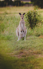 Canguro en Australia