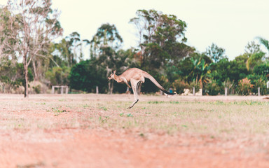 Canguro en Australia