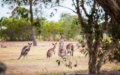 Canguro en Australia