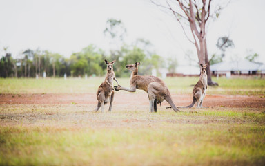 Canguro en Australia