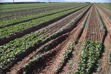 Fototapeta na wymiar Arizona harvest of radish field