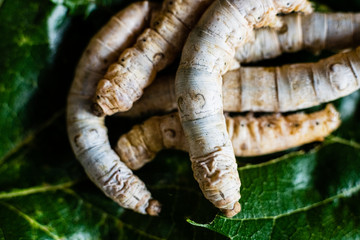 Group of silk worms, Bombyx mori, seen from above eating mulberry leaves.