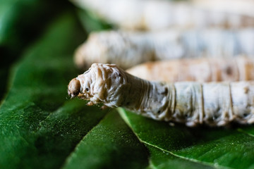 Group heads of silk worms, Bombyx mori, eating mulberry leaves with their sharp teeth.