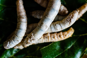 Group heads of silk worms, Bombyx mori, eating mulberry leaves with their sharp teeth.