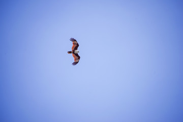 Brahminy kite or Red-backed sea-eagle