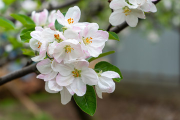 Beautiful Apple flower blossom blooms in garden plantation