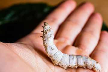 Bombyx mori, silkworm, on the palm of a person's hand.