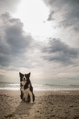 Collie love