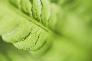 leaf of fresh green fern. Bright spring holiday card