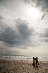 Collie playero