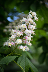 horse-chesnut flowers