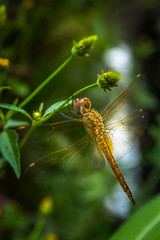 A Dragonfly close-up picture