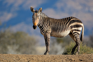 Cape mountain zebra (Equus zebra) in natural habitat, Mountain Zebra National Park, South Africa. - obrazy, fototapety, plakaty
