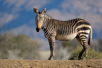 Deurstickers Kaapse bergzebra (Equus zebra) in natuurlijke habitat, Mountain Zebra National Park, Zuid-Afrika. © EcoView