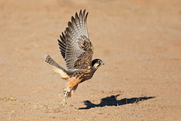 A lanner falcon (Falco biarmicus) in flight, South Africa.