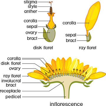 Structure of flower of sunflower in cross section. Structure of ray zygomorphic and actinomorphic disk flowers from inflorescence flower head or pseudanthium with titles