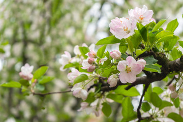 Beautiful Apple flower blossom blooms in garden plantation