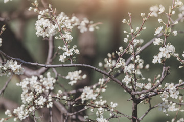 Flowering apple trees in a city park at spring